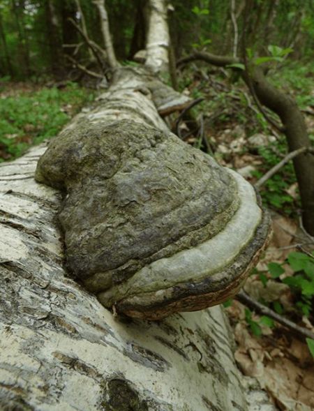 A large hoof on a fallen birch stem in Sweden.